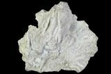 Fossil Crinoid (Rhodocrinites) Crown - Gilmore City, Iowa #102966-1